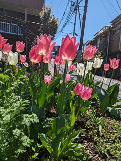 4月1０日(水)