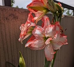 5月31日(土)