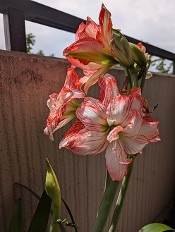 5月31日(土)