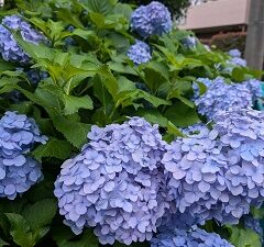 6月13日(金)マゴチ産卵時期