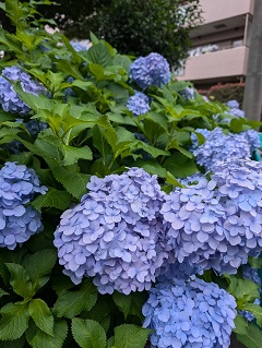 6月13日(金)マゴチ産卵時期