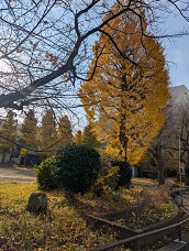 12月1日(月)師走