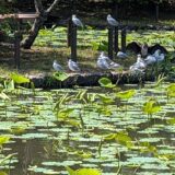 5月11日(月)鎌倉