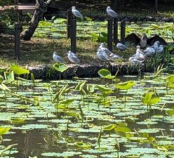 5月11日(月)鎌倉
