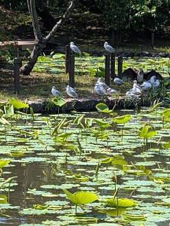 5月11日(月)鎌倉