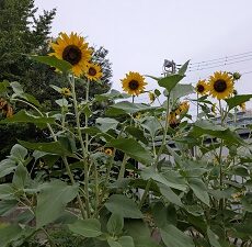8月3日(月)映画