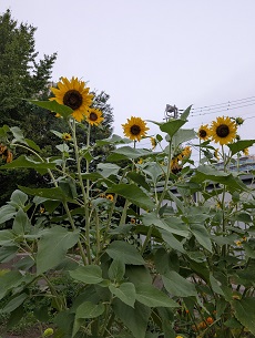 8月3日(月)映画